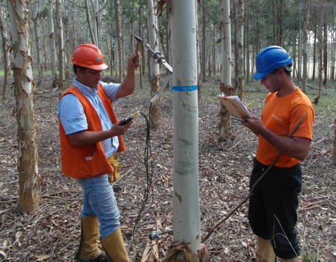 Tree D R R&D
