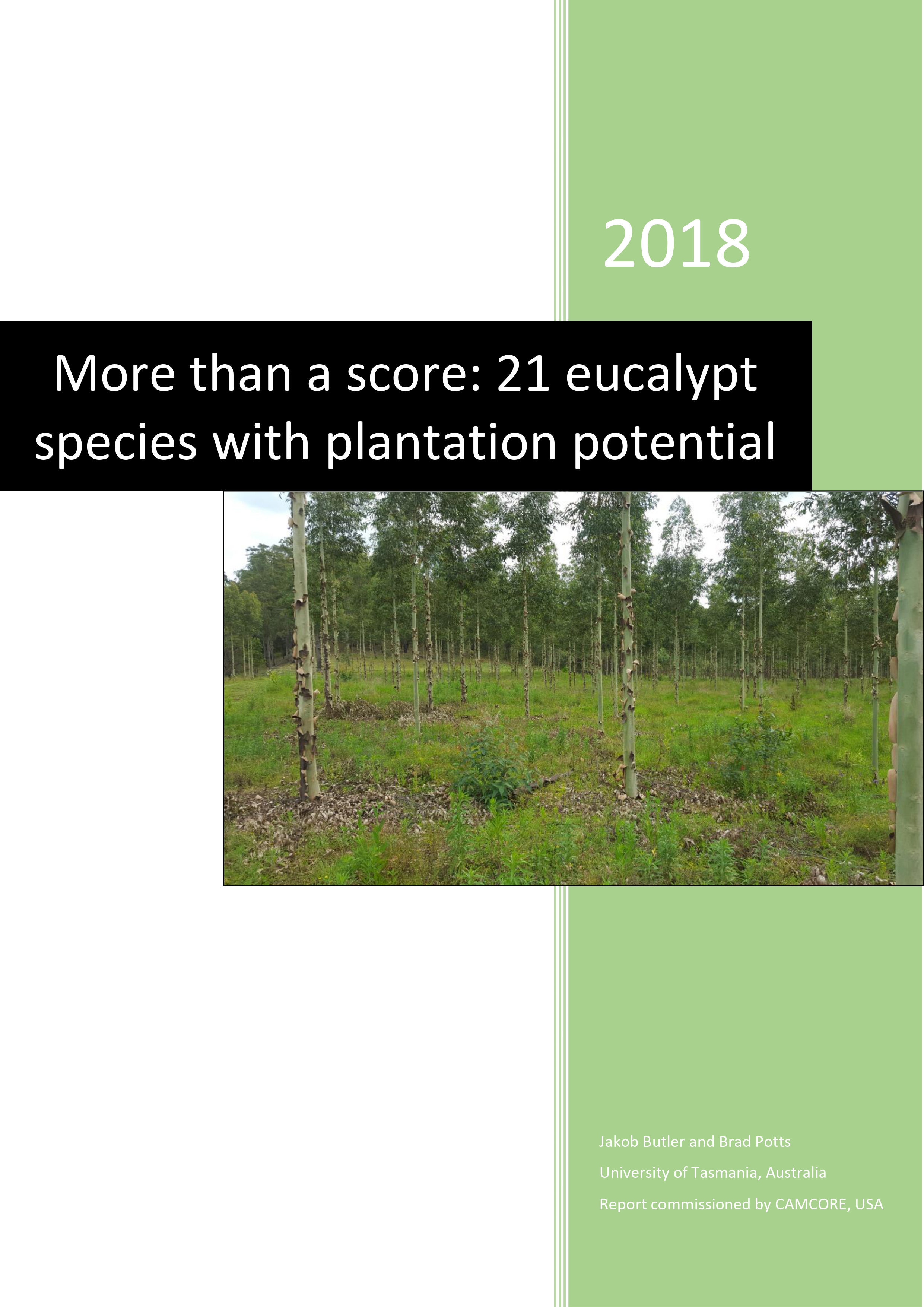 More than a score: 21 eucalypt species with plantation potential